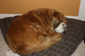 Our dog, Indiana