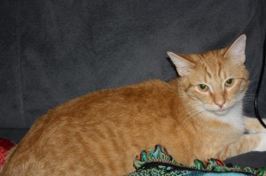 Our cat Nemo